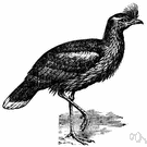 Cariama - the type genus of the Cariamidae comprising only the crested cariama