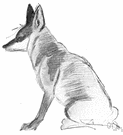 Vulpes macrotis - small grey fox of southwestern United States
