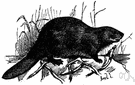 Castor fiber - a European variety of beaver
