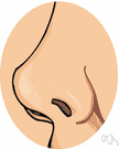anterior naris - either one of the two external openings to the nasal cavity in the nose