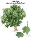 true tulipwood