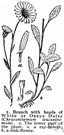 oxeye daisy - tall leafy-stemmed Eurasian perennial with white flowers