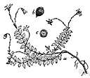 dryland blueberry - low deciduous shrub of the eastern United States bearing dark blue sweet berries