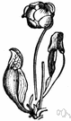 carnivorous plant - plants adapted to attract and capture and digest primarily insects but also other small animals