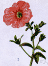 petunia - any of numerous tropical herbs having fluted funnel-shaped flowers