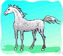 Arabian - of or relating to Arabian horses