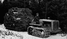 tree farming - the cultivation of tree for the production of timber