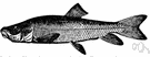 Maxostoma - a genus of fish in the family Catostomidae