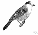 Canada jay - a jay of northern North America with black-capped head and no crest