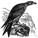 Milvus migrans - dark Old World kite feeding chiefly on carrion