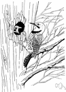 Colaptes - a genus of Picidae