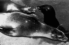 California sea lion - often trained as a show animal