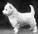 West Highland white terrier - small white long-coated terrier developed in Scotland