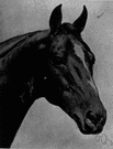 American saddle horse - a high-stepping horse originating in Kentucky