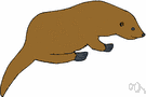 musteline mammal - fissiped fur-bearing carnivorous mammals