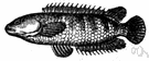 family Anabantidae - small freshwater spiny-finned fishes of Africa and southern Asia