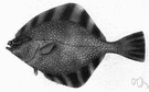 genus Platichthys - a genus of Pleuronectidae