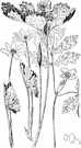 Stylophorum - wood poppies
