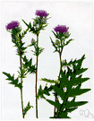 Cirsium heterophylum - perennial stoloniferous thistle of northern Europe with lanceolate basal leaves and usually solitary heads of reddish-purple flowers