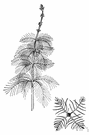 water milfoil - an aquatic plant of the genus Myriophyllum having feathery underwater leaves and small inconspicuous flowers