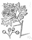 genus Crataegus - thorny shrubs and small trees: hawthorn
