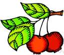 Siberian crab - Asian wild crab apple cultivated in many varieties for it small acid usually red fruit used for preserving