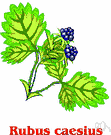 Rubus caesius - creeping European bramble bearing dewberries