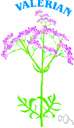 valerian - a plant of the genus Valeriana having lobed or dissected leaves and cymose white or pink flowers