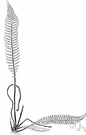 hard fern - any of several ferns of the genus Blechnum
