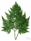 Davallia canariensis - fern of the Canary Islands and Madeira