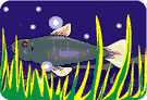 seagrass - any of various seaweeds that grow underwater in shallow beds