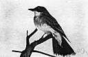 genus Tyrannus - type genus of the Tyrannidae: tyrant flycatchers