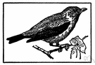 genus Piranga - a genus of Thraupidae