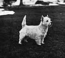 Welsh terrier