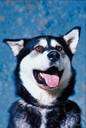 malemute - breed of sled dog developed in Alaska
