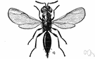 strawworm - larva of chalcid flies injurious to the straw of wheat and other grains