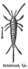 Machilidae - jumping bristletails