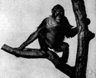 Pongo pygmaeus - large long-armed ape of Borneo and Sumatra having arboreal habits