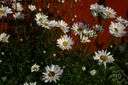 Tripleurospermum tchihatchewii - low densely tufted perennial herb of Turkey having small white flowers