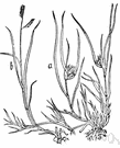 buffalo grass - low mat-forming grass of southern United States and tropical America