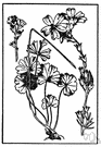 wild hollyhock - perennial purple-flowered wild mallow of western North America that is also cultivated