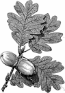 Garry oak - small deciduous tree of western North America with crooked branches and pale grey bark