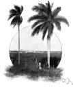 genus Arenga - a genus of tropical Asian and Malaysian palm trees