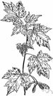 Acer saccharinum - a common North American maple tree