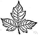 sumac family - the cashew family