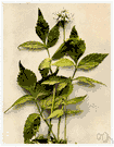 genus Hydrophyllum - waterleaf