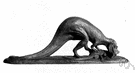 ceratosaur - primitive medium-sized theropod