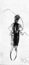common European earwig - sometimes destructive to cultivated bulbs