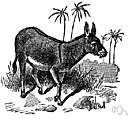 African wild ass - a wild ass of Africa