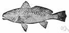 Atlantic croaker - a silvery-bodied croaker with dark markings and tiny barbels